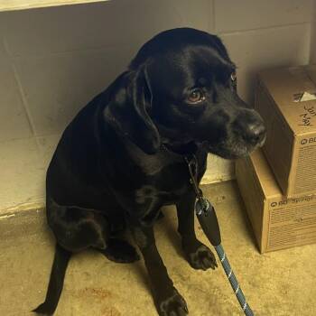 Lily -  Black Labrador Retriever Dog for Adoption in Albert Lea, Minnesota - Lily | PetCurious