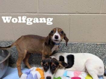Wolfgang -  Labrador Retriever and Beagle Dog for Adoption in Morton Grove, Illinois - Wolfgang | PetCurious