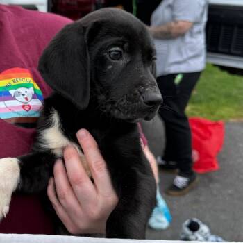 Mixed Breed Dogs Available for Adoption in Rockville, Maryland - MJ | PetCurious
