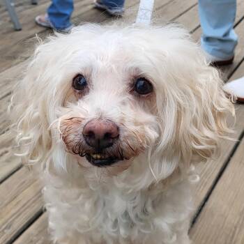 Dusty Doug -  Poodle Dog for Adoption in Grayslake, Illinois - Dusty Doug | PetCurious