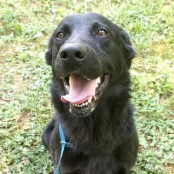 Shepherd Dogs Available for Adoption - Riddick | PetCurious