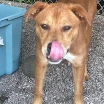 Labrador Retriever Dogs Available for Adoption in Newport, North Carolina - Daisy Dollop | PetCurious