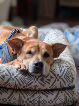Pandora -  Rhodesian Ridgeback and Mountain Cur Dog for Adoption in Holly Springs, North Carolina - Pandora | PetCurious
