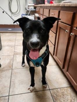 Rescue Mixed Breed Dogs for Adoption in Cincinnati, Ohio - Skyclad | PetCurious