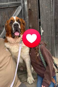 Duke -  Saint Bernard Dog for Adoption in Olympia, Washington - Duke | PetCurious