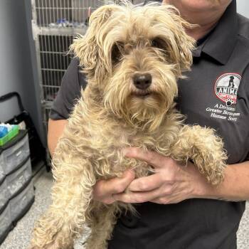 Willow -  Miniature Schnauzer Dog for Adoption in Birmingham, Alabama - Willow | PetCurious