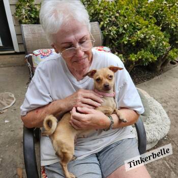 Tinkerbell -  Chiweenie Dog for Adoption in Lafayette, California - Tinkerbell | PetCurious