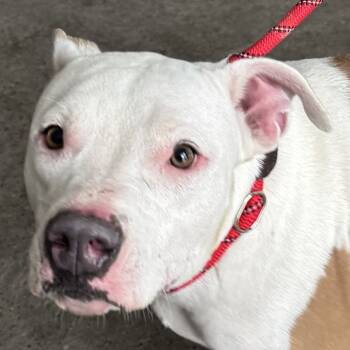 Rescue Mixed Breed Dogs for Adoption in Las Cruces, New Mexico - Keef | PetCurious