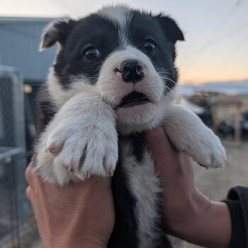 Mixed Breed Dogs Available for Adoption - Filet Mignon | PetCurious