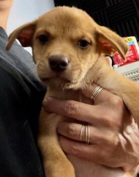 Oakley -  Labrador Retriever Dog for Adoption in Jefferson, New Jersey - Oakley | PetCurious