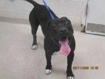 American Staffordshire Terrier Dogs Available for Adoption - Ace (113) | PetCurious