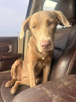Greta - Foster Needed -  Labrador Retriever Dog for Adoption in Monticello, Minnesota - Greta - Foster Needed | PetCurious