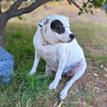 Rescue Pit Bull Terrier and Labrador Retriever Dogs for Adoption in San Diego, California - Terra | PetCurious