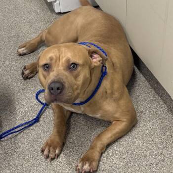 Pit Bull Terrier Dogs Available for Adoption - Rubee | PetCurious