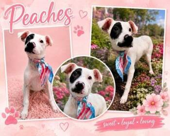 Peaches -  Australian Shepherd and Mixed Breed Dog for Adoption in Seagoville, Texas - Peaches | PetCurious