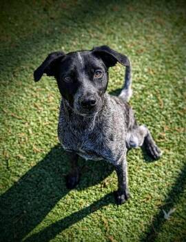 Australian Cattle Dog Blue Heeler Dogs Available for Adoption in Clyde, North Carolina - PEPPER | PetCurious
