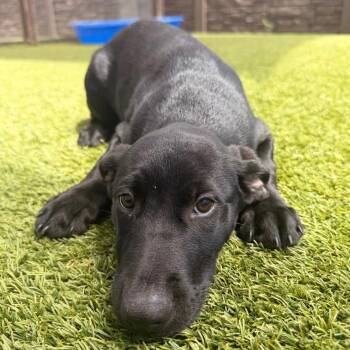 Carli Lloyd 9561 -  Labrador Retriever and Mixed Breed Dog for Adoption in Loxahatchee Groves, Florida - Carli Lloyd 9561 | PetCurious