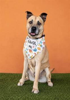 MELO -  German Shepherd Dog and Mixed Breed Dog for Adoption in Doral, Florida - MELO | PetCurious