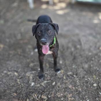 Rescue Labrador Retriever Dogs for Adoption in Klein, Texas - Osborne | PetCurious