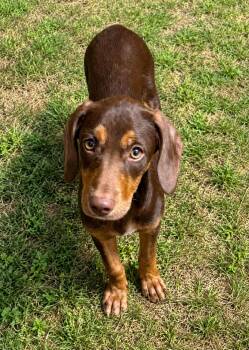 Rusty Roo -  Hound and Labrador Retriever Dog for Adoption in West Palm Beach, Florida - Rusty Roo | PetCurious