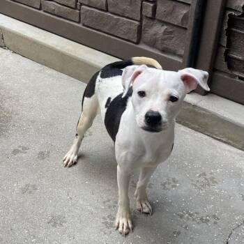 Paste 1660 -  Mixed Breed Dog for Adoption in Loxahatchee Groves, Florida - Paste 1660 | PetCurious