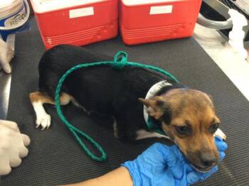 Chihuahua and Mixed Breed Dogs Available for Adoption in Thousand Palms, California - A1917627 | PetCurious