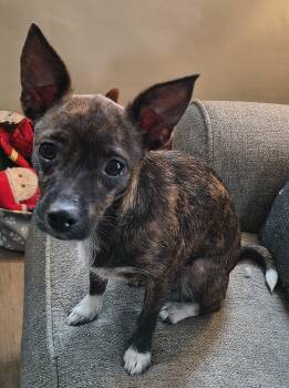 Rescue Chihuahua Dogs for Adoption in Plymouth, Michigan - Kalea | PetCurious