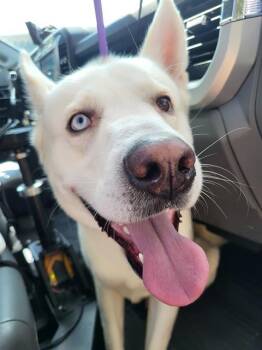 POLAR -  Husky Dog for Adoption in San Antonio, Texas - POLAR | PetCurious