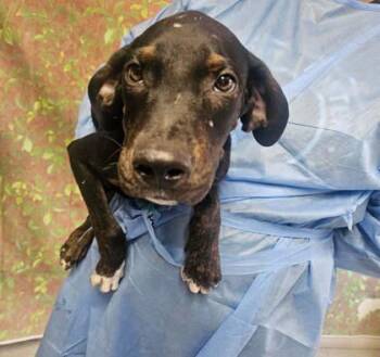 Samwise -  American Staffordshire Terrier and Mixed Breed Dog for Adoption in San Antonio, Texas - Samwise | PetCurious