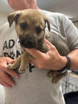 Cascade -  Shepherd and Mixed Breed Dog for Adoption in Calgary, Alberta - Cascade | PetCurious