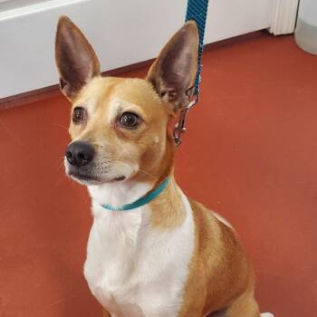 Rescue Basenji and Terrier Dogs for Adoption in Lenoir, North Carolina - Winston | PetCurious