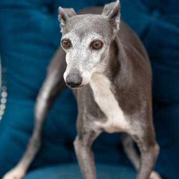 Italian Greyhound Dogs Available for Adoption - Heather | PetCurious