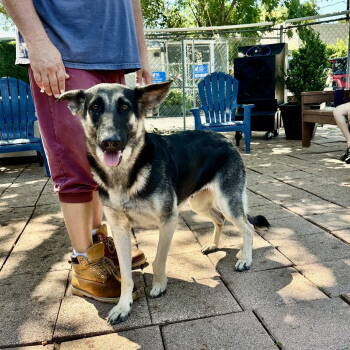 Rescue German Shepherd Dog Dogs for Adoption in Dallas, Texas - Mama Bear | PetCurious