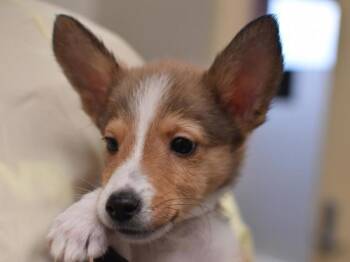 Jamie -  Shetland Sheepdog Sheltie and Terrier Dog for Adoption in Portland, Oregon - Jamie | PetCurious