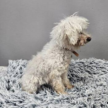 Poodle Dogs Available for Adoption - Willow | PetCurious