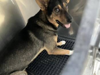 Rescue Mixed Breed Dogs for Adoption in Dallas, Texas - PALO | PetCurious