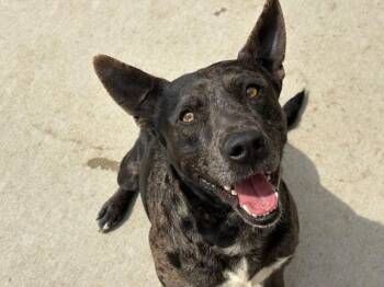 Catahoula Leopard Dog and Mixed Breed Dogs Available for Adoption in Tulsa, Oklahoma - MALCOLM | PetCurious