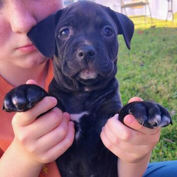 Loretta -  Pit Bull Terrier Dog for Adoption in Johnson City, Tennessee - Loretta | PetCurious