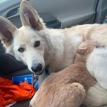 Ziti -  German Shepherd Dog and Golden Retriever Dog for Adoption in Olathe, Kansas - Ziti | PetCurious