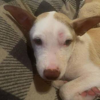 Paela -  Mixed Breed Dog for Adoption in Valley, Alabama - Paela | PetCurious