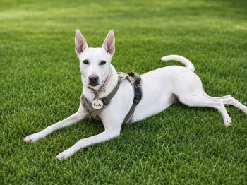 Rudy -  Jindo and Doberman Pinscher Dog for Adoption in San Diego, California - Rudy | PetCurious