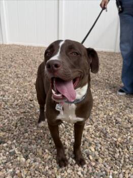 PEBBLES -  Pit Bull Terrier and Mixed Breed Dog for Adoption in Loveland, Colorado - PEBBLES | PetCurious
