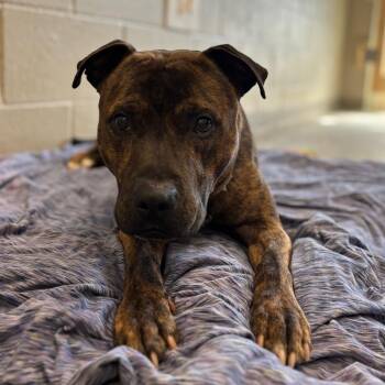 Mixed Breed Dogs Available for Adoption in Fairport, New York - Artie | PetCurious