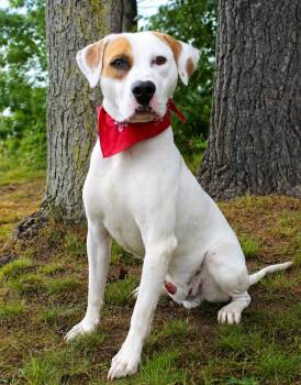 Memphis -  Mixed Breed Dog for Adoption in Cheboygan, Michigan - Memphis | PetCurious