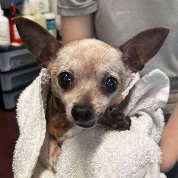 Chihuahua Dogs Available for Adoption in Grand Bay, Alabama - Missy Mae | PetCurious