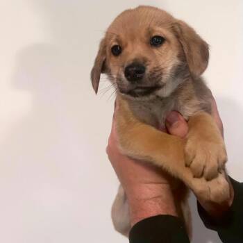 Mixed Breed Dogs Available for Adoption in Dekalb, Illinois - Brown Sugar | PetCurious