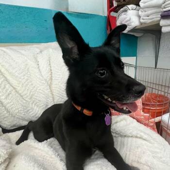 Mixed Breed Dogs Available for Adoption - Pippin | PetCurious