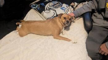 Terrier and Pug Dogs Available for Adoption - Felony | PetCurious