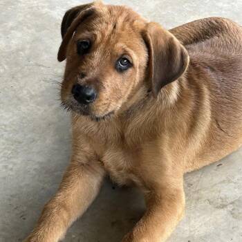 Rottweiler and Great Pyrenees Dogs Available for Adoption in Krum, Texas - Leroy | PetCurious