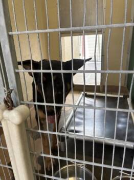 GOBLIN -  German Shepherd Dog and Mixed Breed Dog for Adoption in Texas City, Texas - GOBLIN | PetCurious